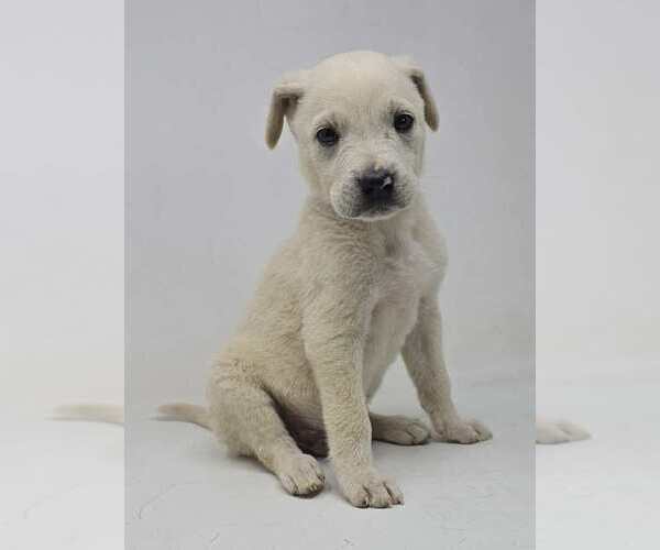 Medium Photo #3 Labrador Retriever-Unknown Mix Puppy For Sale in Brewster, NY, USA