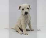 Small #2 Labrador Retriever Mix