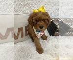 Puppy 6 Goldendoodle (Miniature)