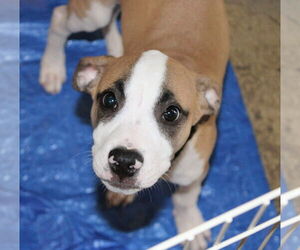 Mutt Dogs for adoption in Holly Springs, NC, USA