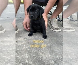 Labrador Retriever Puppy for sale in LAFAYETTE, LA, USA