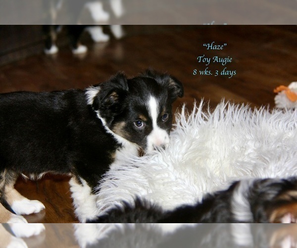Medium Photo #11 Aussie-Corgi Puppy For Sale in LIND, WA, USA