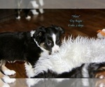 Small Photo #11 Aussie-Corgi Puppy For Sale in LIND, WA, USA