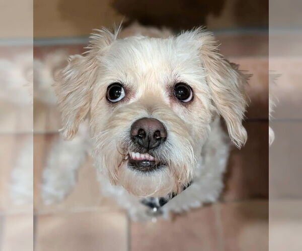 Medium Photo #2 Poodle (Miniature)-Unknown Mix Puppy For Sale in Albuquerque, NM, USA