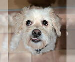 Small #1 Poodle (Miniature) Mix