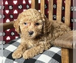 Small Photo #3 Poodle (Miniature) Puppy For Sale in DUNDEE, OH, USA