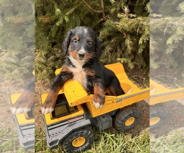 Medium Photo #1 Bernedoodle Puppy For Sale in MIDDLEBURY, IN, USA