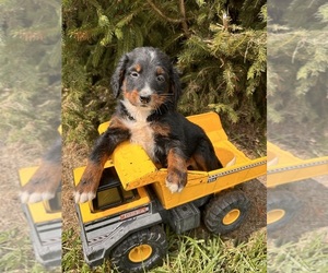 Bernedoodle Puppy for sale in MIDDLEBURY, IN, USA