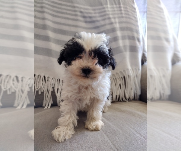 Medium Photo #1 Shih Tzu Puppy For Sale in PEMBROKE, KY, USA