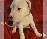 Small Photo #5 Dogo Argentino Puppy For Sale in SACRAMENTO, CA, USA
