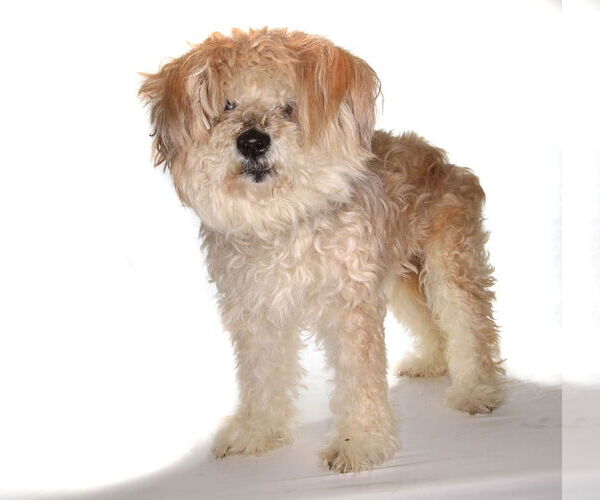 Medium Photo #2 Maltipoo Puppy For Sale in Oakland Park, FL, USA
