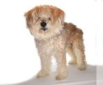 Small #1 Maltipoo