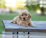 Small Photo #5 Golden Retriever Puppy For Sale in FREDONIA, KY, USA