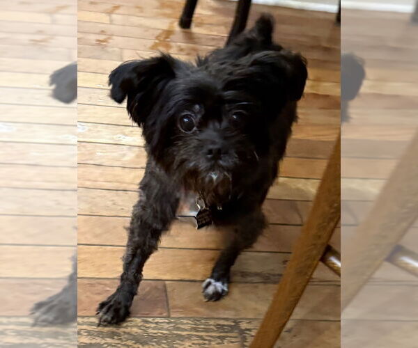 Medium Photo #3 Poodle (Miniature)-Unknown Mix Puppy For Sale in Mundelein, IL, USA