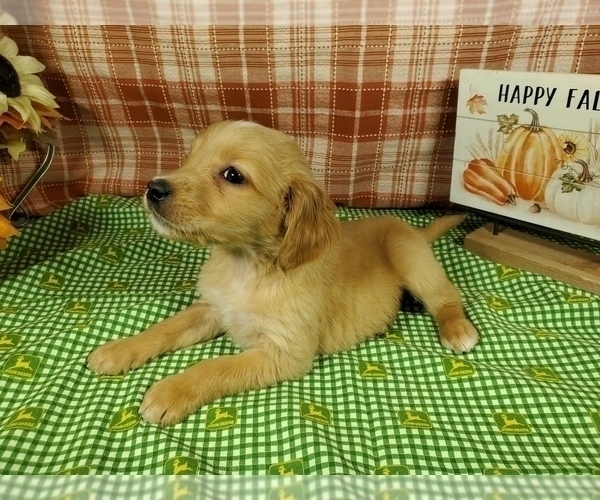 Medium Photo #2 Golden Retriever Puppy For Sale in FALCON, CO, USA