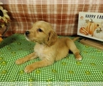 Small #1 Golden Retriever