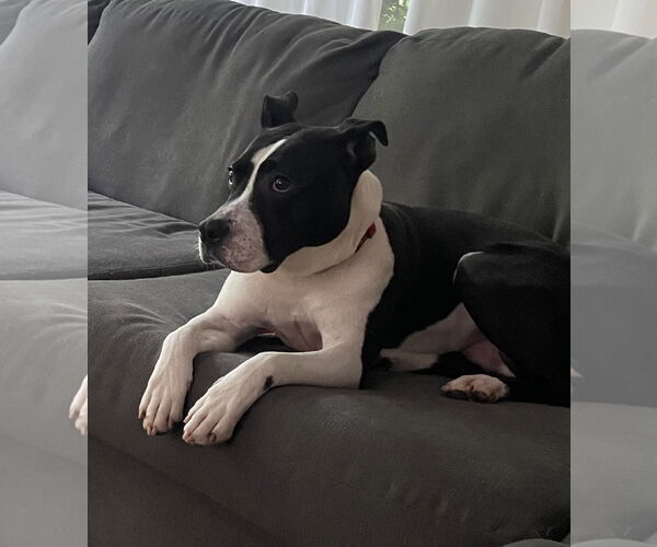 Medium Photo #9 American Pit Bull Terrier-Unknown Mix Puppy For Sale in Gates Mills, OH, USA