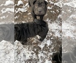Small Photo #11 Chinese Shar-Pei Puppy For Sale in DIMONDALE, MI, USA