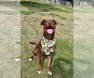 Unknown-Weimaraner Mix Dogs for adoption in Temple, TX, USA