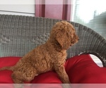 Small Photo #5 Goldendoodle Puppy For Sale in GAFFNEY, SC, USA