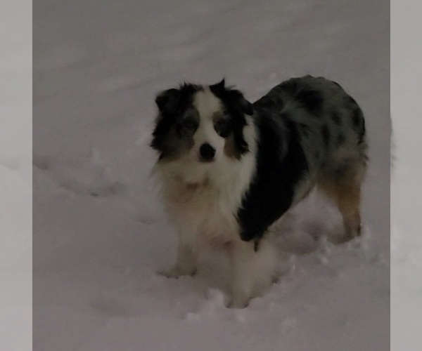 Medium Photo #1 Australian Shepherd Puppy For Sale in MARYVILLE, TN, USA
