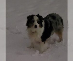 Australian Shepherd Puppy for sale in MARYVILLE, TN, USA