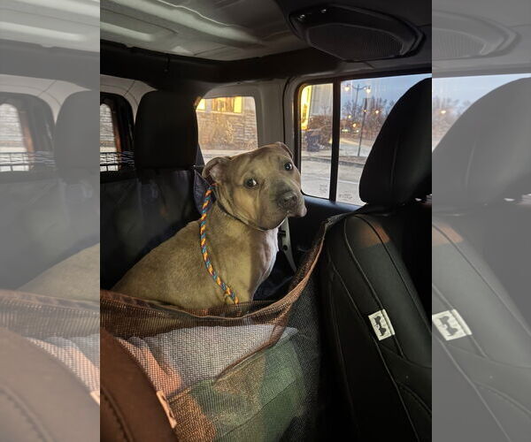 Medium Photo #6 Staffordshire Bull Terrier-Unknown Mix Puppy For Sale in Germantown, OH, USA