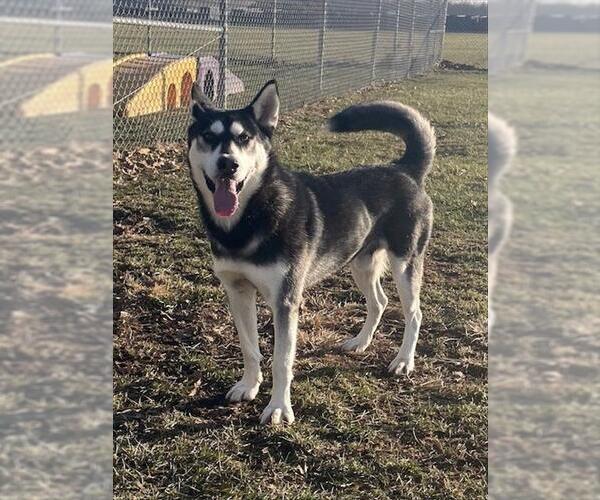 Medium Photo #1 Siberian Husky Puppy For Sale in Lee's Summit, MO, USA