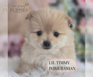 Pomeranian Puppy for sale in ELMHURST, IL, USA