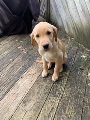 Golden Labrador Puppy for sale in REINHOLDS, PA, USA