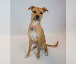 Small #5 Boxer Mix