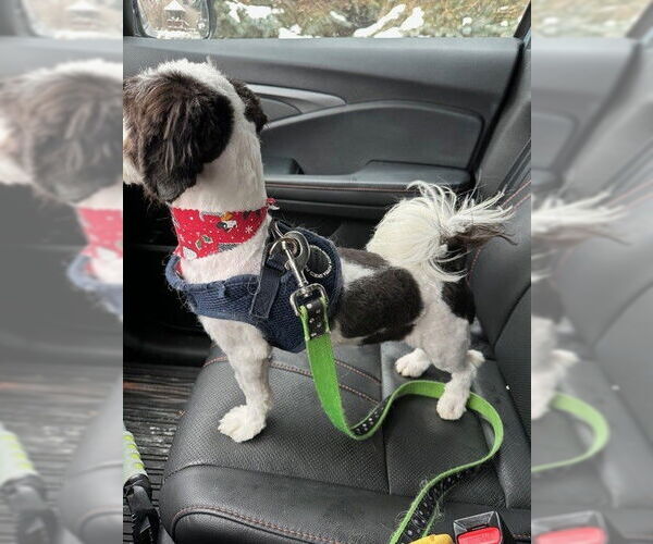 Medium Photo #7 Havanese Puppy For Sale in St. Louis Park, MN, USA