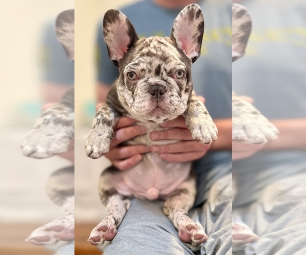 Medium Photo #17 French Bulldog Puppy For Sale in MUNSTER, IN, USA