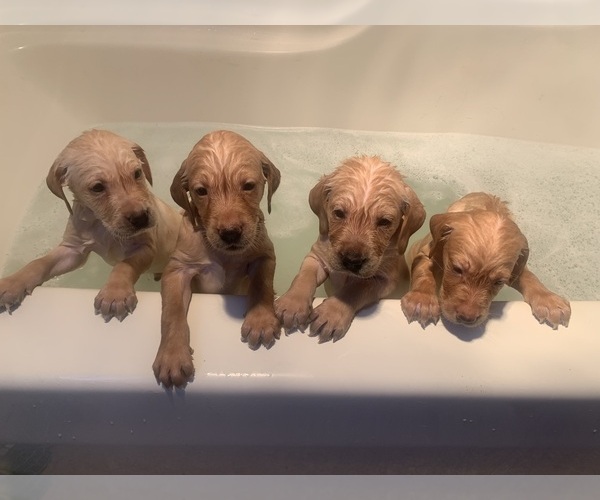 Medium Photo #4 Labrador Retriever Puppy For Sale in GRAND RAPIDS, MN, USA