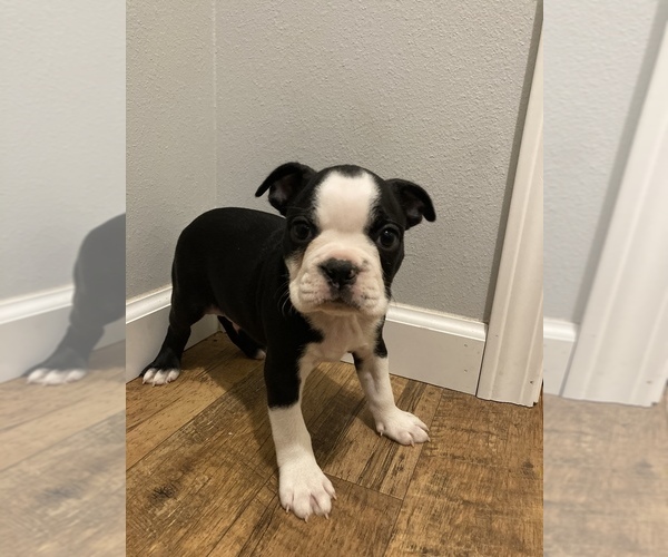 View Ad Boston Terrier Puppy for Sale near Wisconsin