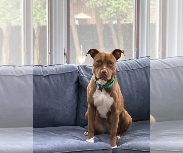 Medium Photo #7 Mutt Puppy For Sale in Rockaway, NJ, USA