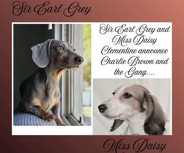 Medium Photo #1 Dachshund Puppy For Sale in PITTSBURG, CA, USA