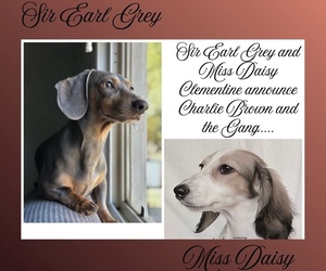 Mother of the Dachshund puppies born on 11/01/2025