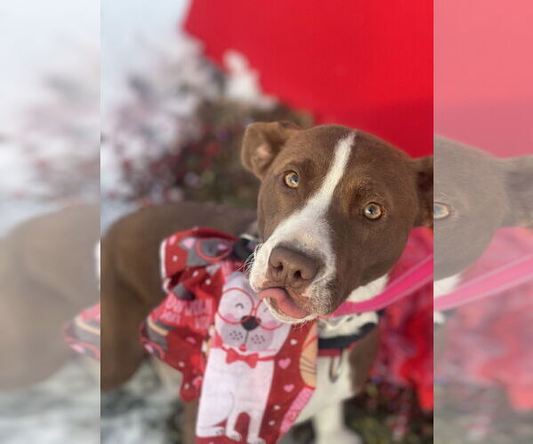 Medium Photo #2 Collie-Unknown Mix Puppy For Sale in Mount Laurel, NJ, USA