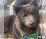 Small #11 Chow Chow Mix