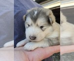 Small #5 Alaskan Malamute