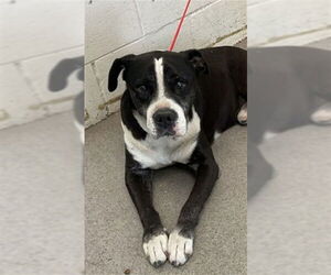 American Pit Bull Terrier Dogs for adoption in San Bernardino, CA, USA