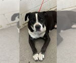 Small American Pit Bull Terrier