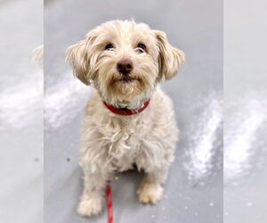 Maltese-Unknown Mix Dogs for adoption in GILBERTS, IL, USA