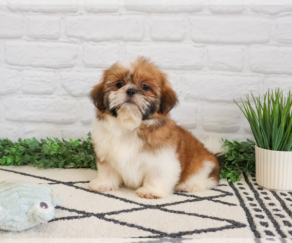 Medium Photo #12 Shih Tzu Puppy For Sale in SYRACUSE, IN, USA