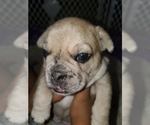 Small Photo #1 French Bulldog Puppy For Sale in PIONEER, CA, USA