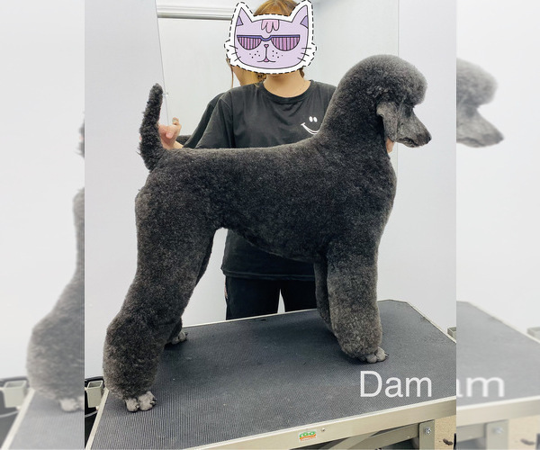Medium Photo #1 Poodle (Standard) Puppy For Sale in LEANDER, TX, USA