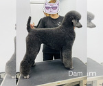 Small Photo #1 Poodle (Standard) Puppy For Sale in LEANDER, TX, USA