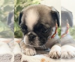 Puppy Jamie Madison Pug