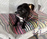 Small #3 American Pit Bull Terrier Mix